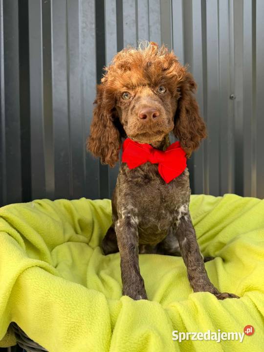 piesek pudel sredni Ełk sprzedam