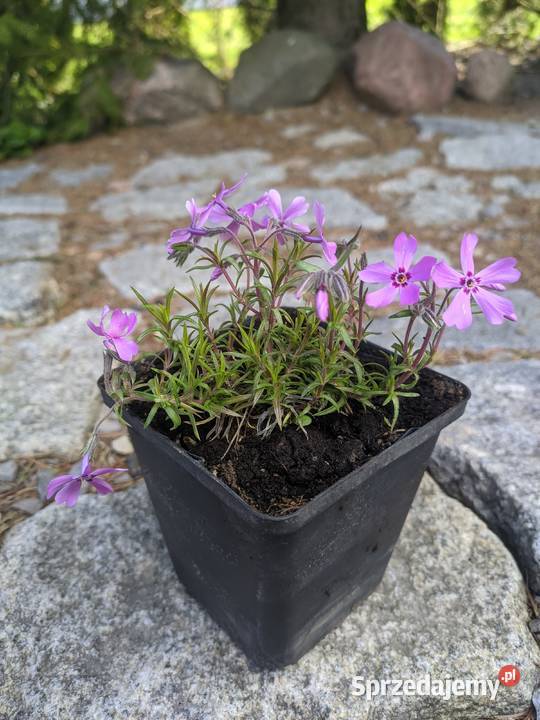 Floks mix kolorów zakwitnie na wiosnę lubelskie sprzedam