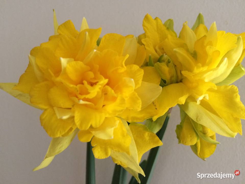 Narcyz żonkil mix lubelskie Lublin sprzedam