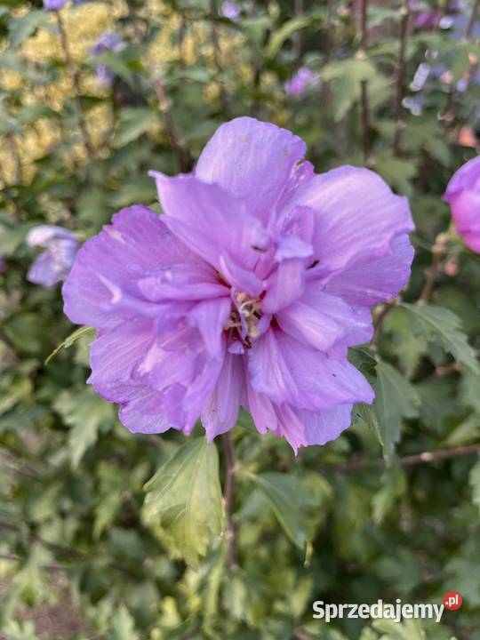 Sprzedam sadzonki hibiskusa Puławy sprzedam