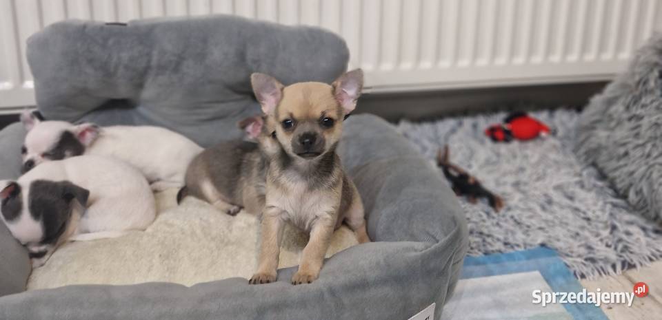 Cudowna suczka krótkowłosa chihuaha Szczecin