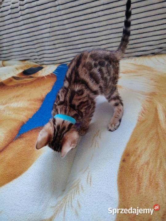 Sprzedam koty bengalskie