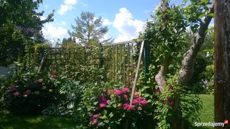 ogród działkowy ROD Szczecin Wyspa Pucka zachodniopomorskie