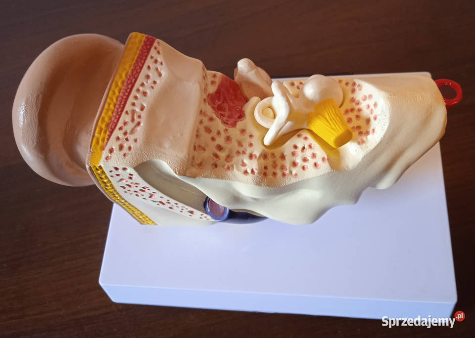 Medycyna model budowy ucha ludzkiego 3częściowy Poznań