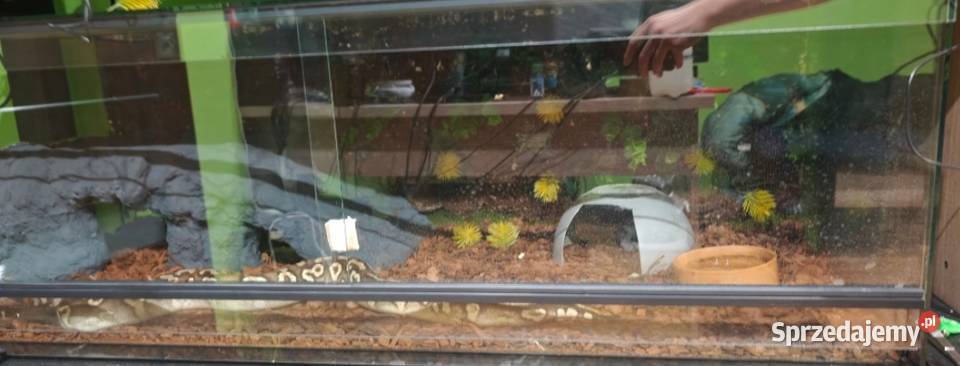Pyton krolewski Mojave Yellowbelly het ghost śląskie Książenice