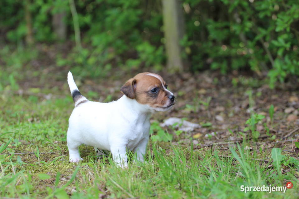 Piesek Jack Russell Terrier krótkowłosy