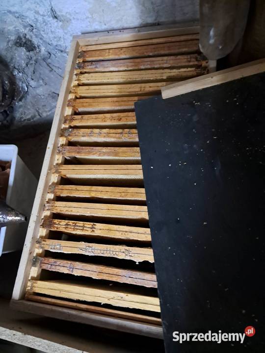 Susz Pszczeli regal i skrzynia Żnin sprzedam