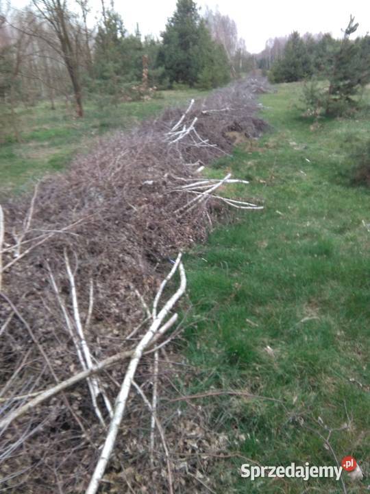 Oddam gałęzie Sosna brzoza dąb Sochaczew