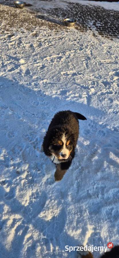 Berneński pies pasterski łódzkie Kowiesy sprzedam