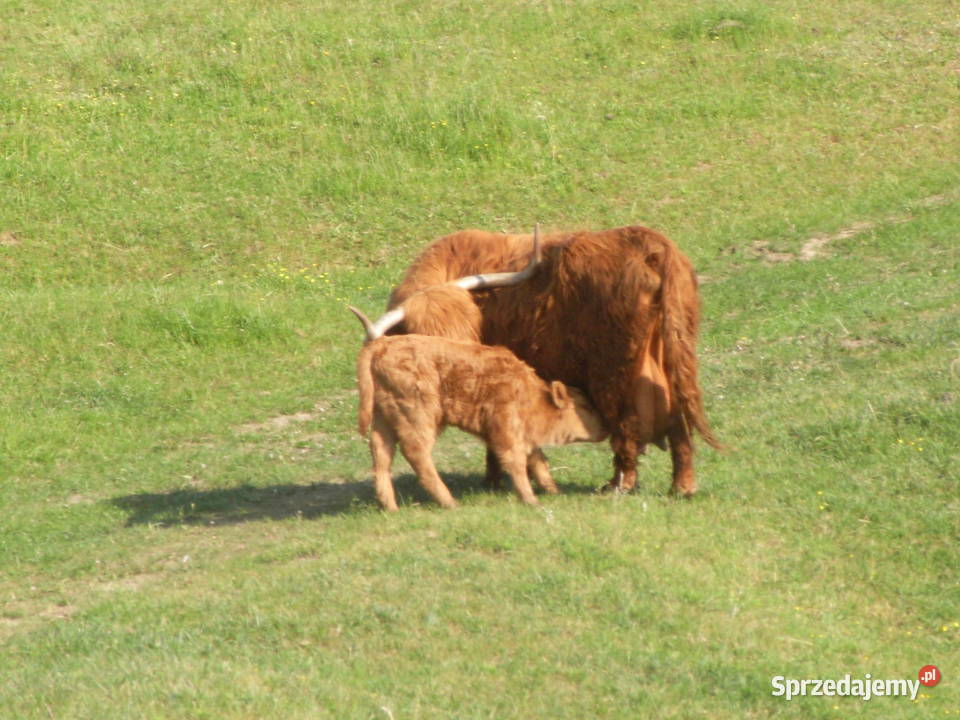 Krowy stado mięsne mieszańce Dźwierzuty