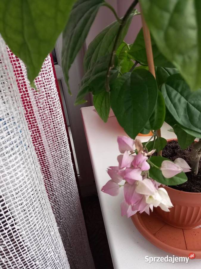 Szczęślin roślina kwitnąca śląskie Sosnowiec sprzedam