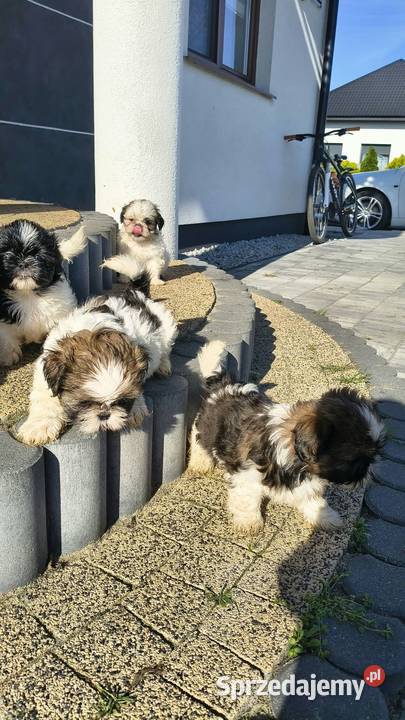 Shih tzu wielkopolskie Godziesze Małe sprzedam