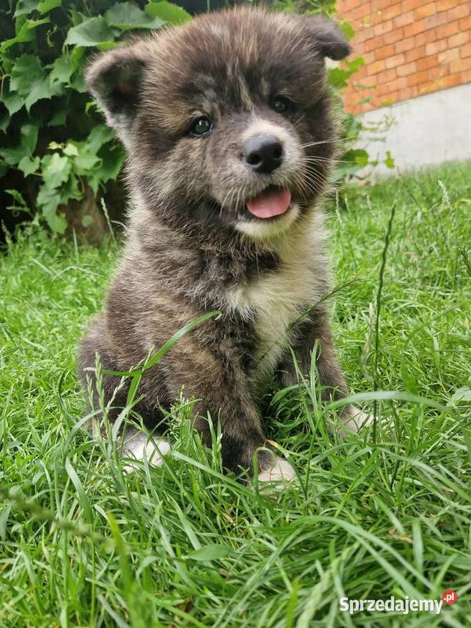 Akita INU Szczenięta Sochaczew sprzedam