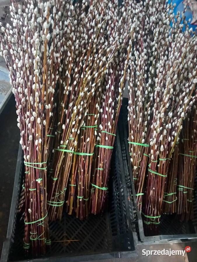 Wyprzedaż 9zltuja sznaragd 2 klasa Mogilno