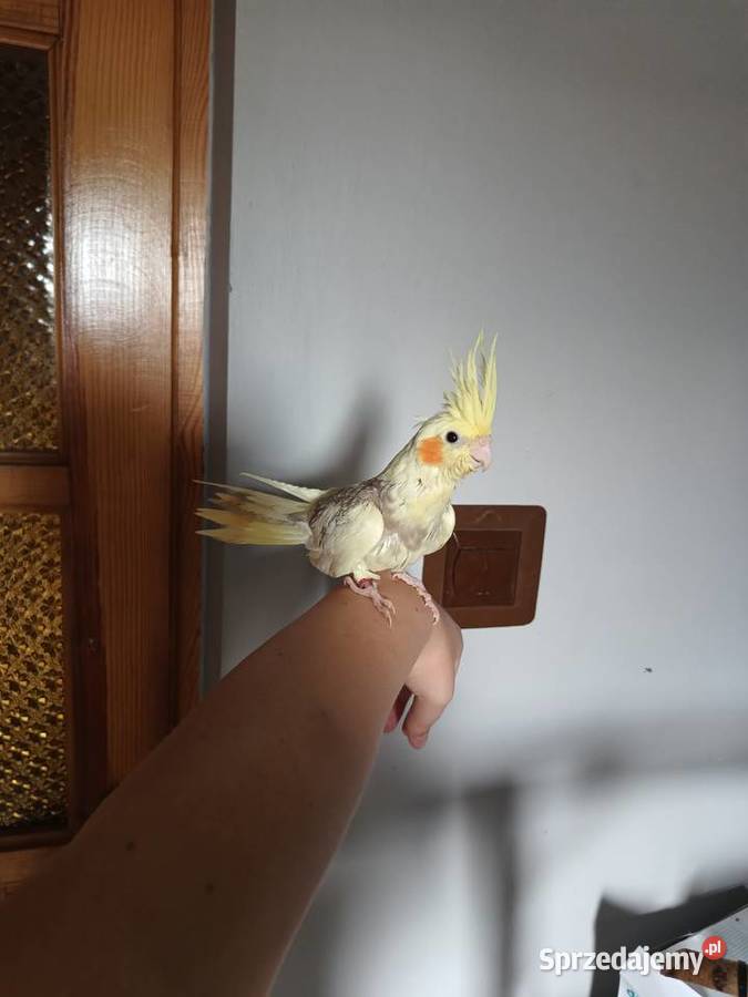 Papugi nimfy ręcznie karmione Bochnia