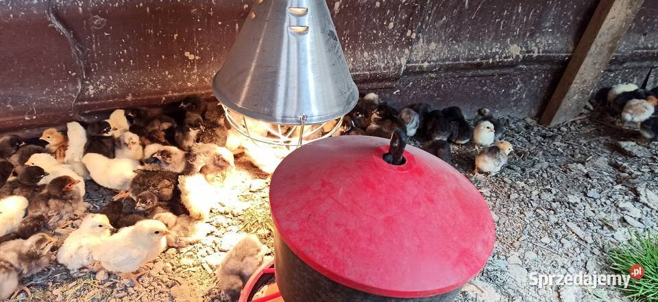 Kurczęta kilku dniowe nioski mix Komarów-Osada sprzedam