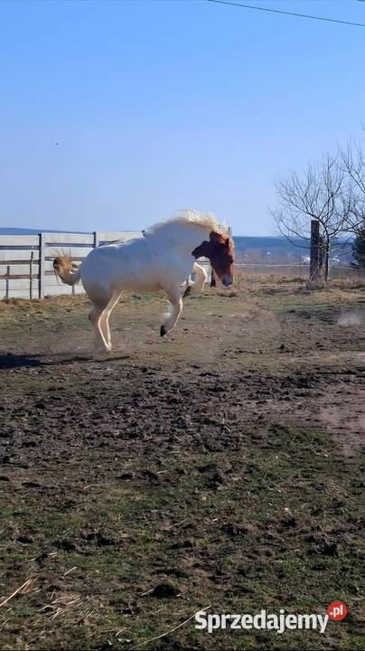 Na sprzedaż śliczna klacz zimnokrwista świętokrzyskie Kielce