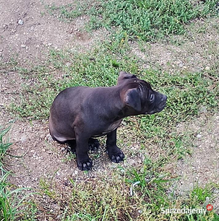 Amerykański Pitbullterrier szczeniaki Bolesławiec sprzedam