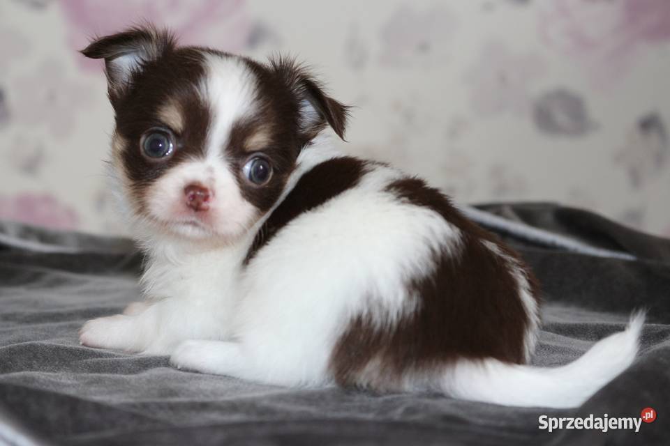 Najpiękniejszy maluszek Chihuahua długowłosy
