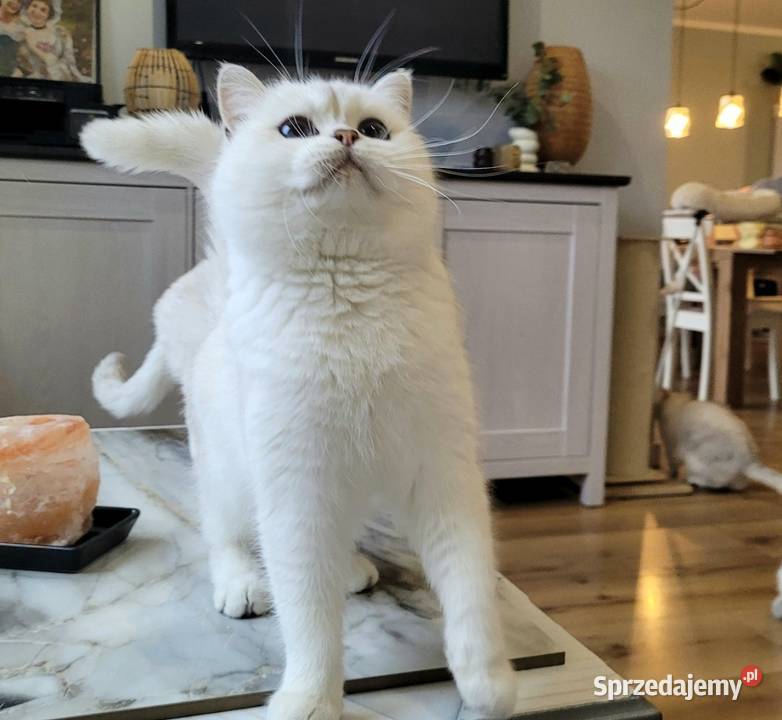 Kocurek srebrny point