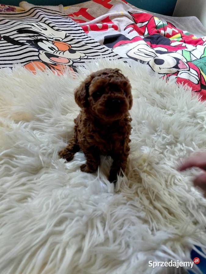 Pudel toy red brown pochodzenie Chiny mazowieckie