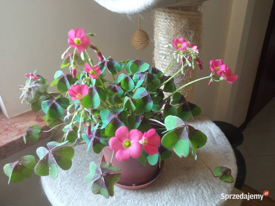 Oxalisy stale kwitnące fiołki i skrętniki Białystok