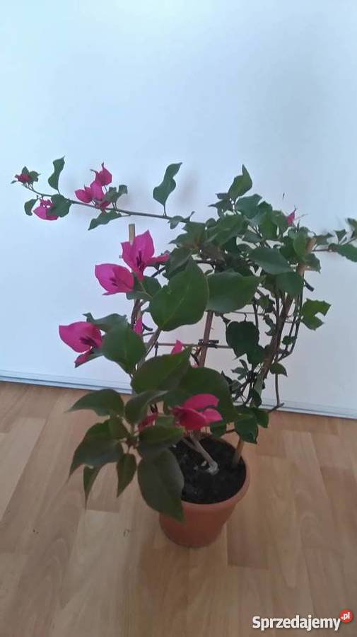 Bougainvillea kącicierń Inowrocław sprzedam