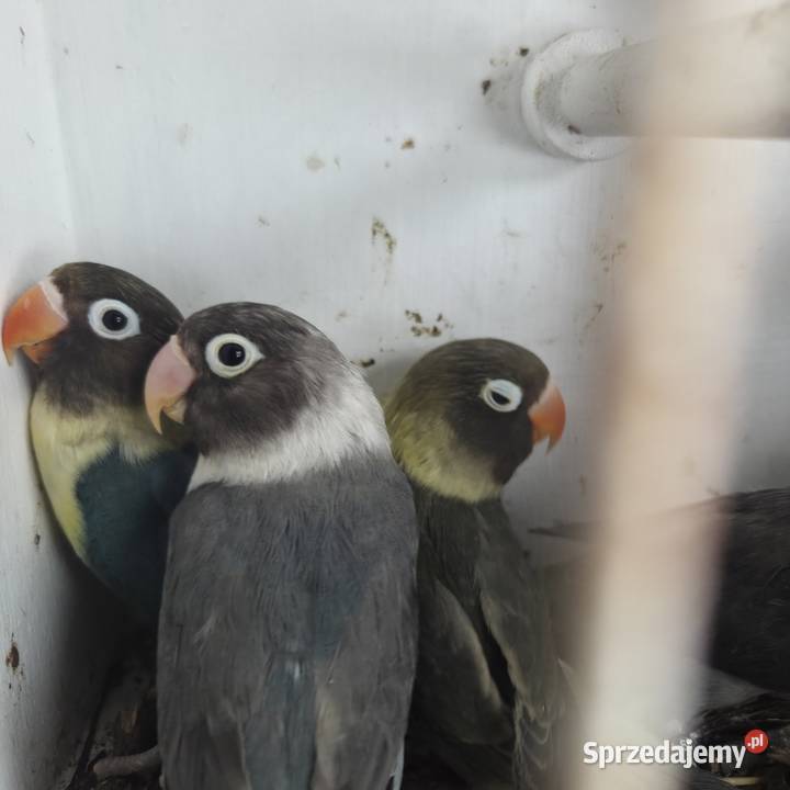 Nierozłączki Czarnogłowe Gdynia