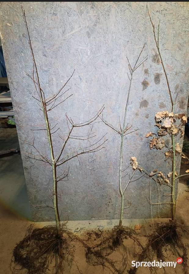 Sadzonki Dębu 110 150 Szczecinek