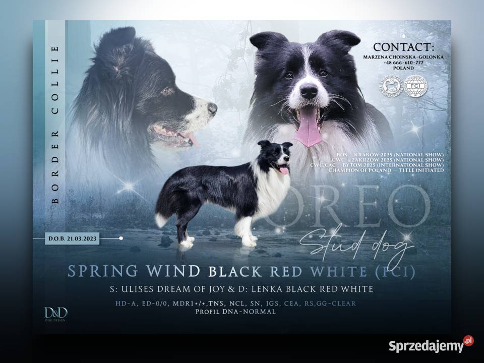 Reproduktor Border Collie FCI śląskie Katowice