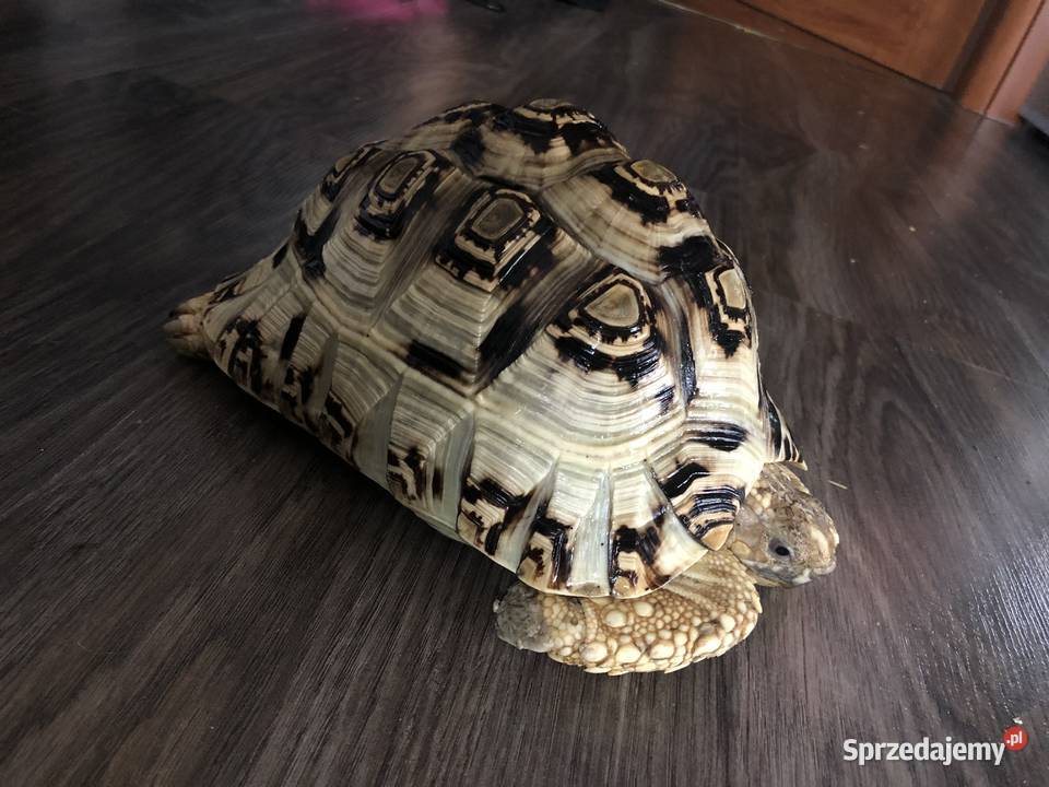 Żółw lamparci ok8 letni samiczka Lublin sprzedam