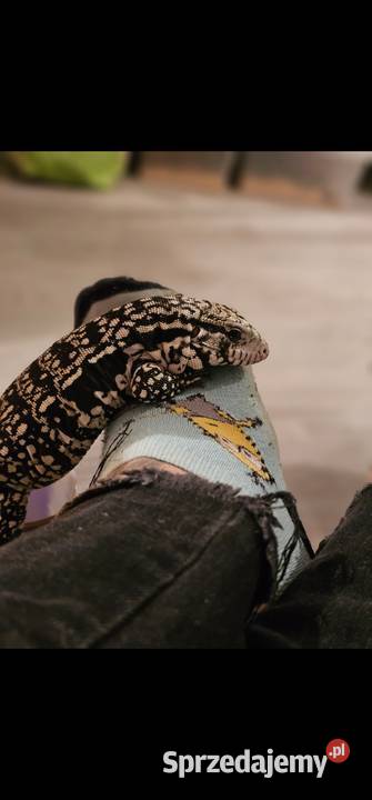 Teju argentynski mlody Gady i płazy zachodniopomorskie Koszalin