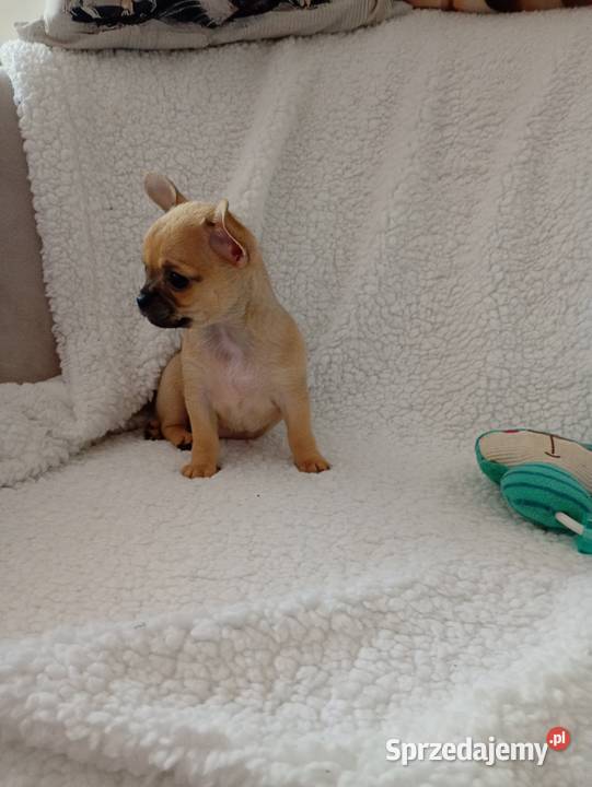 Mini suczka chihuahua Konin