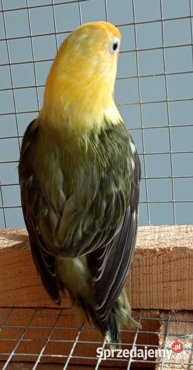 Nierozłączki Wadowice Dolne