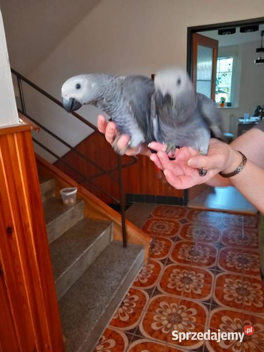 Zako ręcznie karmione Kędzierzyn-Koźle