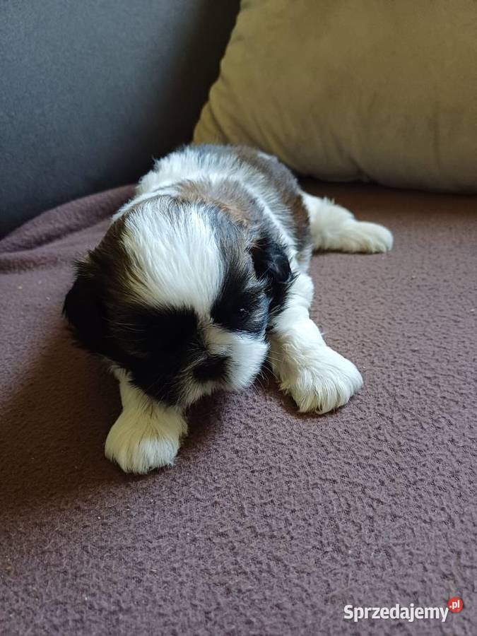 Shih tzu Fletnowo