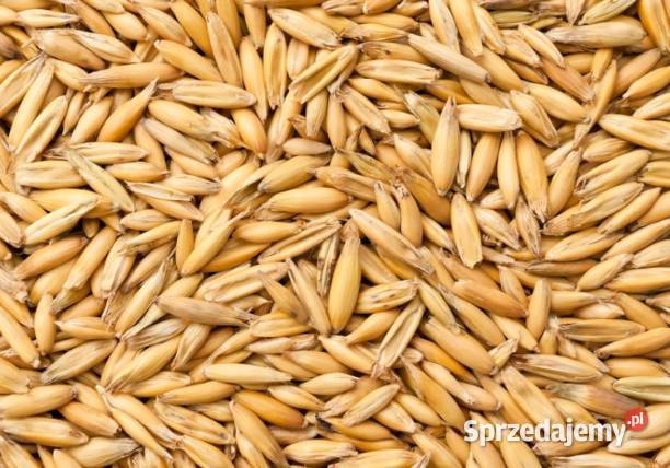 OWIES jary POKER sprzedam podkarpackie Jasło