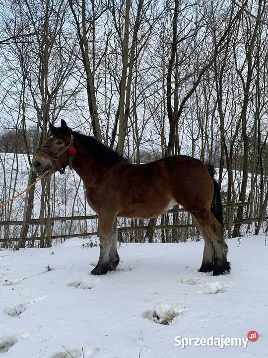 Źrebica zimnokrwista Łagów