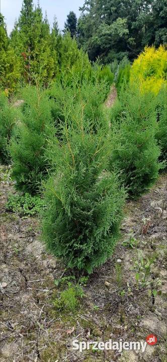 Tuja Kolumna Thuja Columnawysokości 120 kopana z Olszana