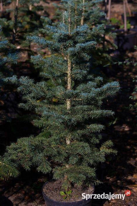 Jodła arizońska Abies lasiocarpa wys 3050 donica