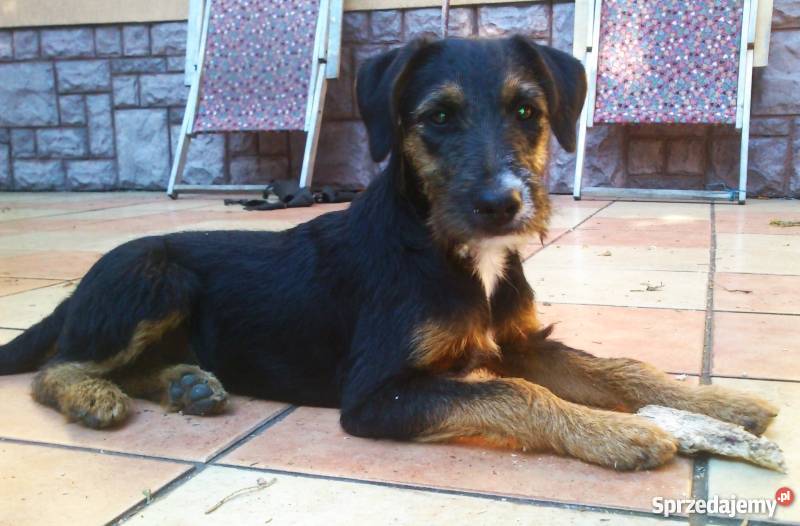 jagdterier szuczka 4 miesięczna Sokołów Podlaski sprzedam