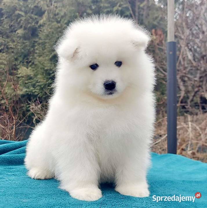 Samoyed piesek odbiór na Święta Bożego mazowieckie Izabelin B