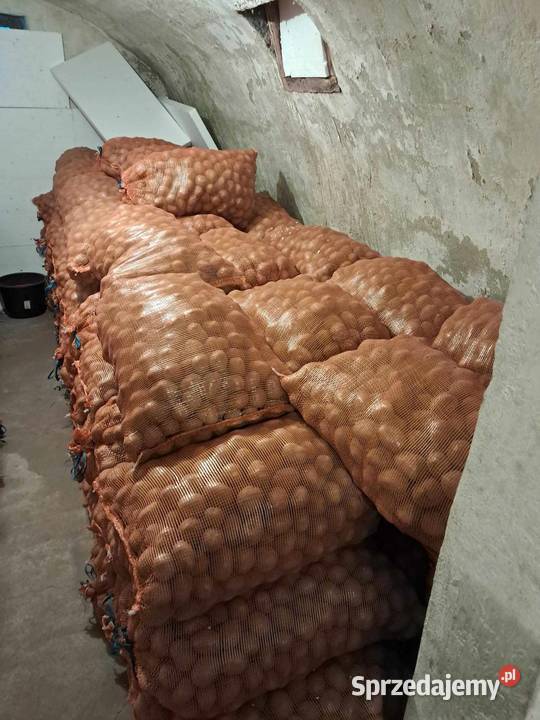 ziemniaki kaliber 356 Bellarosa Tajfun Łowcza