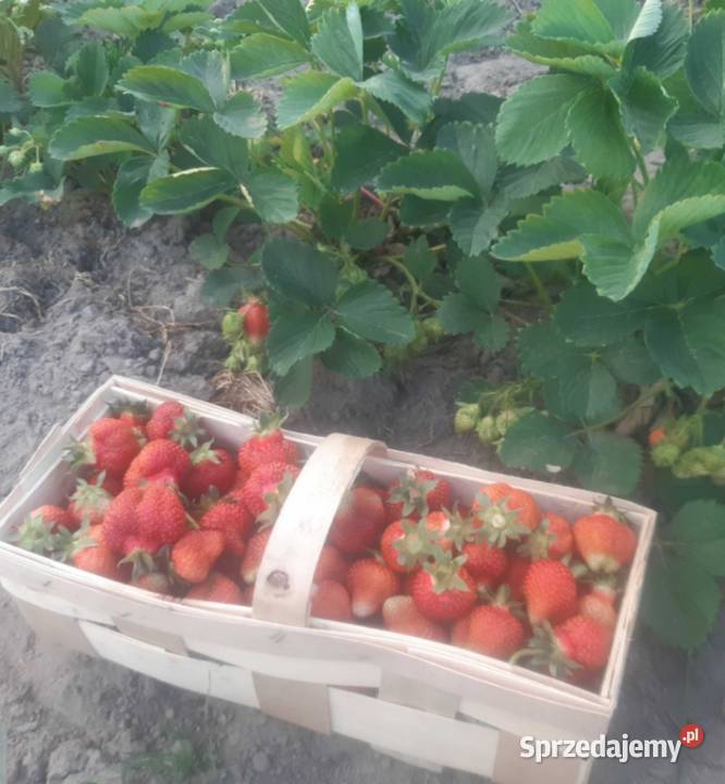 Sadzonki truskawek Rośliny przemysłowe Lubraniec