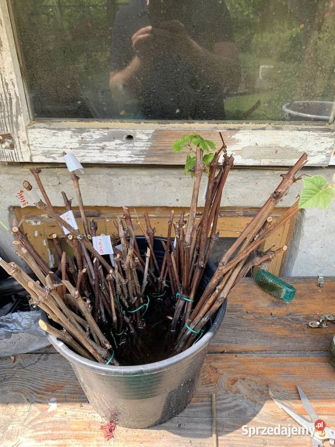 Sadzonki winogrona białe duże smaczne 5 Stalowa Wola