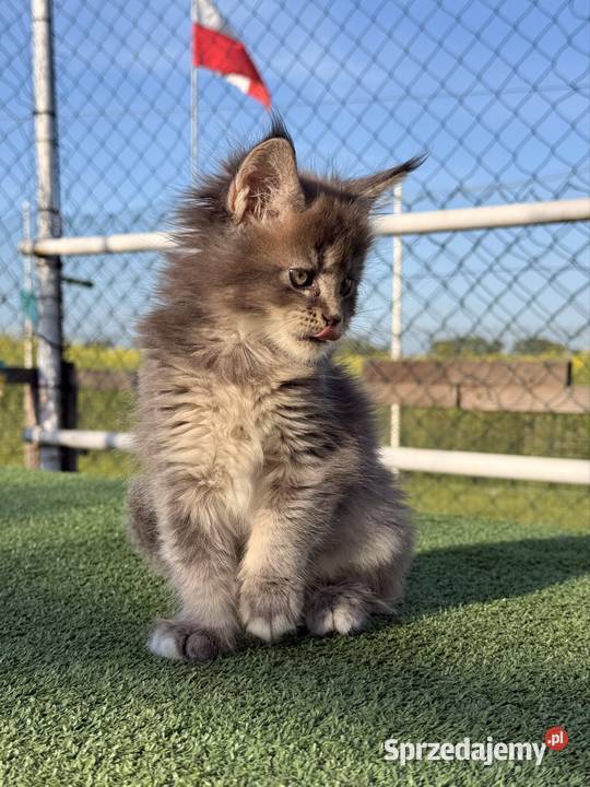 Przepiękne kocięta Maine Coon z rodowodem FPL
