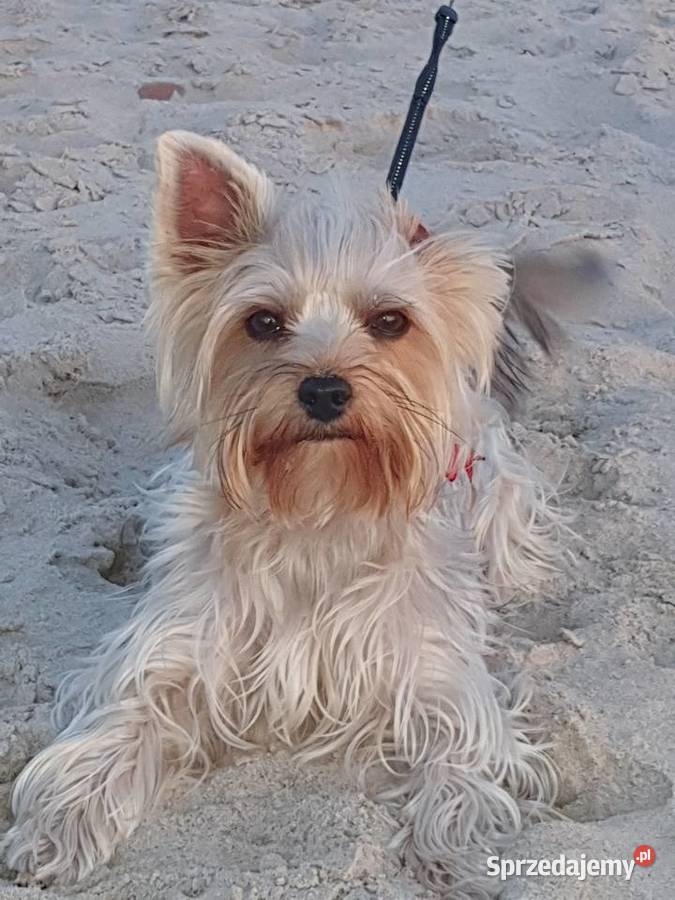 Sprzedam Pieski York Gliwice