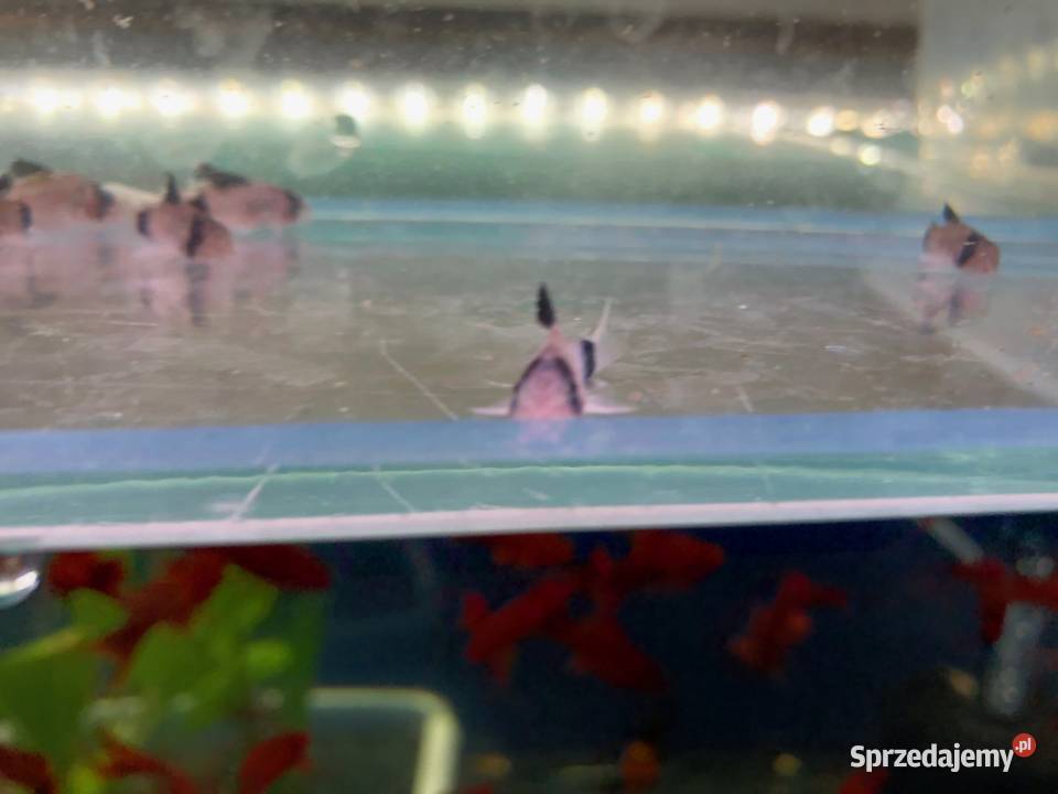 Kirys Panda sum Panda łódzkie