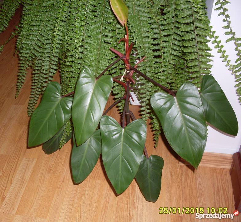 Kwiat Filodendron czerwieniejący Poznań