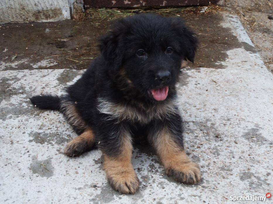 Szczeniaki Owczarki Niemieckie Psy
